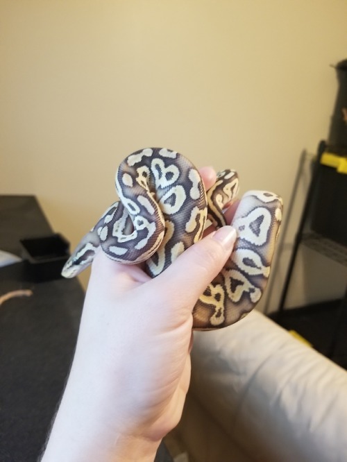 daedricsnakes:some bad cell phone pics of the babies while cleaning enclosures. meridia and sheo are