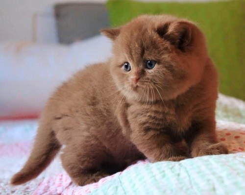 Cute British Shorthair Babies! :3@mostlycatsmostly, just look at them ^_^