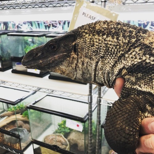 All hail Roscoe the Black Rough Neck Monitor!! This guy is super awesome and a great store ambassado