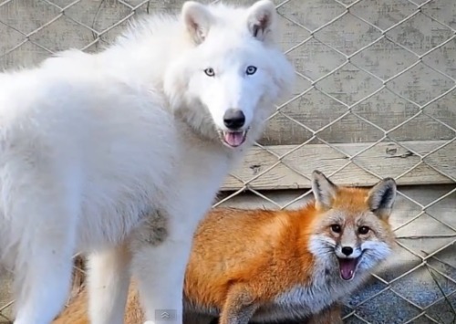 foxes and dogs~