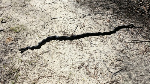 super-pretty:rainbowsnakes:Ah yes. The classic tense black rat snake pose. “I see you human- watch as I pretend to develop a thousand spinal kinks from looking at your face..”  I learned from my dad growing up that they do this so they don’t register