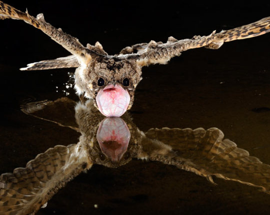 Let’s talk about Nightjars adult photos