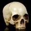 arthur-lesters-skull