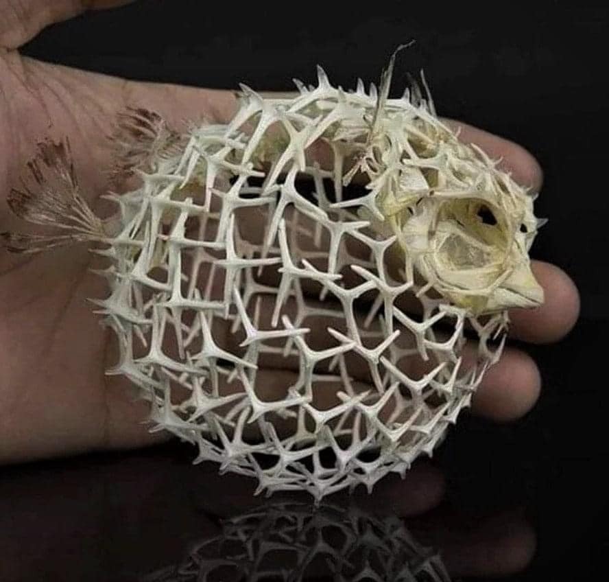 dragon words / vulture culture — IS THIS REALLY HOW PUFFER FISH BONES LOOK  LIKE ?!