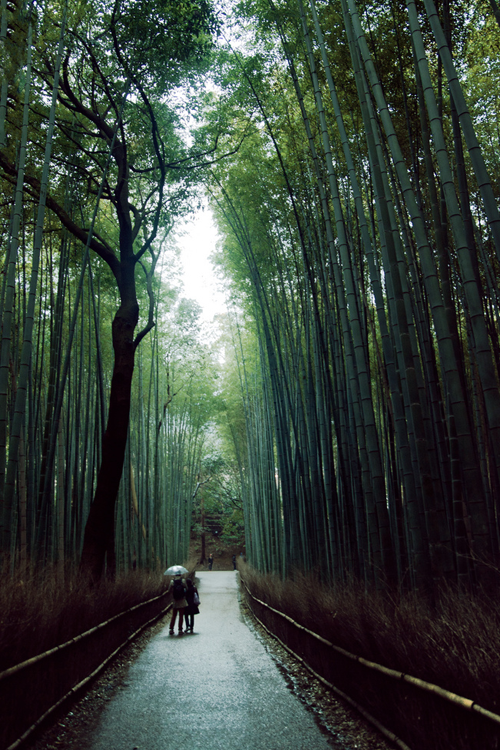 asthmas: Sagano Bamboo Forest (Arashiyama, Japan)