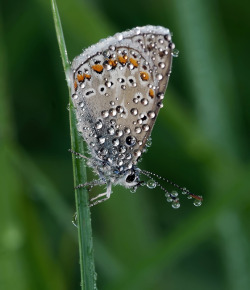 Dewy morning