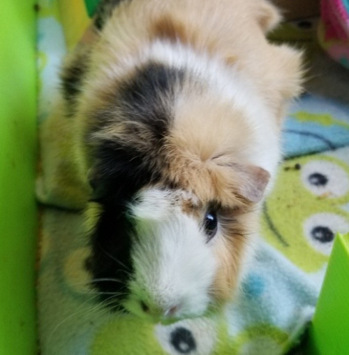 vvulpes: i need to rehome my guinea pig i’m going to be leaving home for college later this month (a