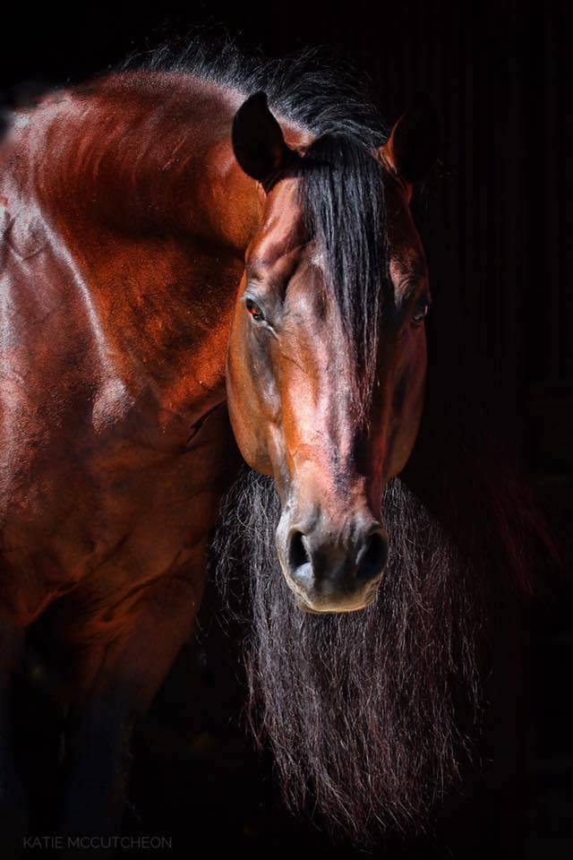 dark bay american quarter horse