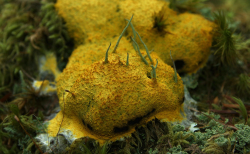 A dog vomit slime mold overgrowing some nice mosses and lichen.