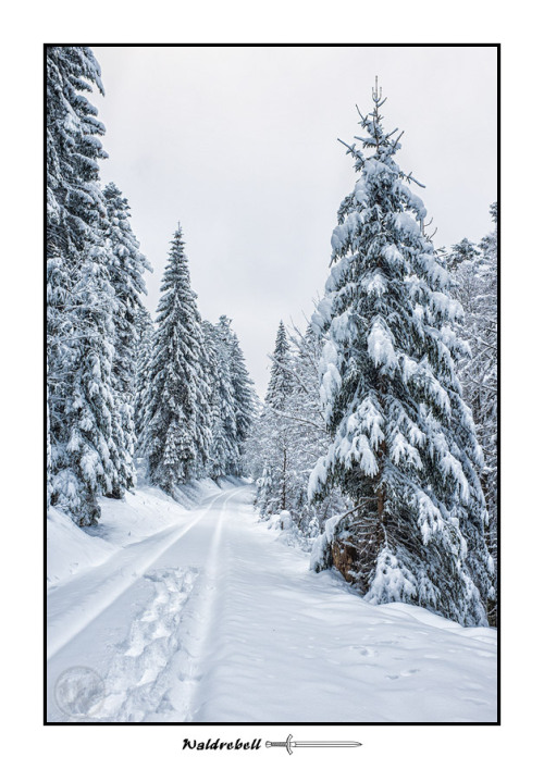 waldrebell:Innerhalb von 2 Tagen ist hier bei uns im nördlichen Schwarzwald 40-50 cm Schnee gefallen