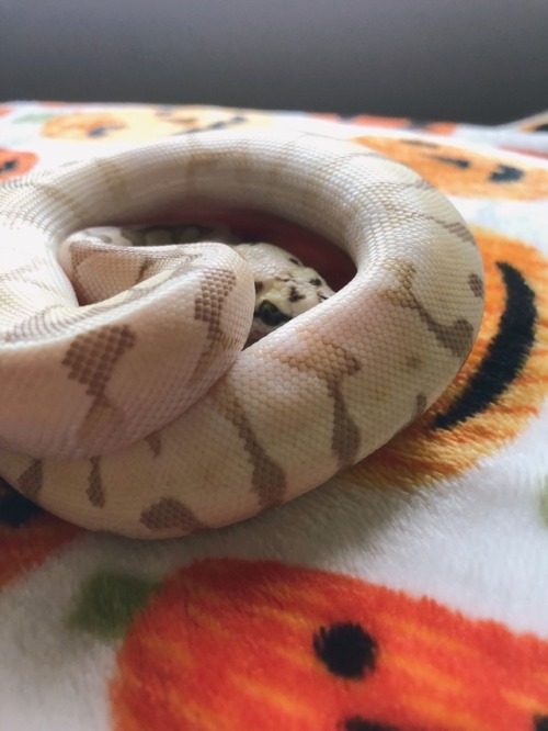 sunflowerpython:she peak