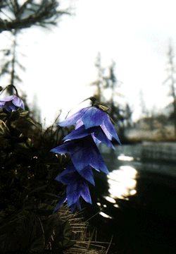 magitekarmor:  Folklore abounds about this flower found in the swamps of Hjaalmarch. Some stories claim it grows where unfortunate deaths have taken place, others insist it grows first and then lures unsuspecting people and animals to their doom. I have