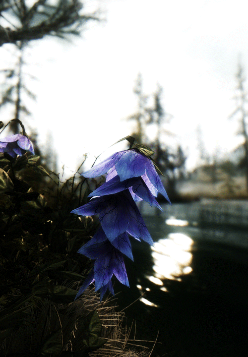 magitekarmor:Folklore abounds about this flower found in the swamps of Hjaalmarch. Some stories clai
