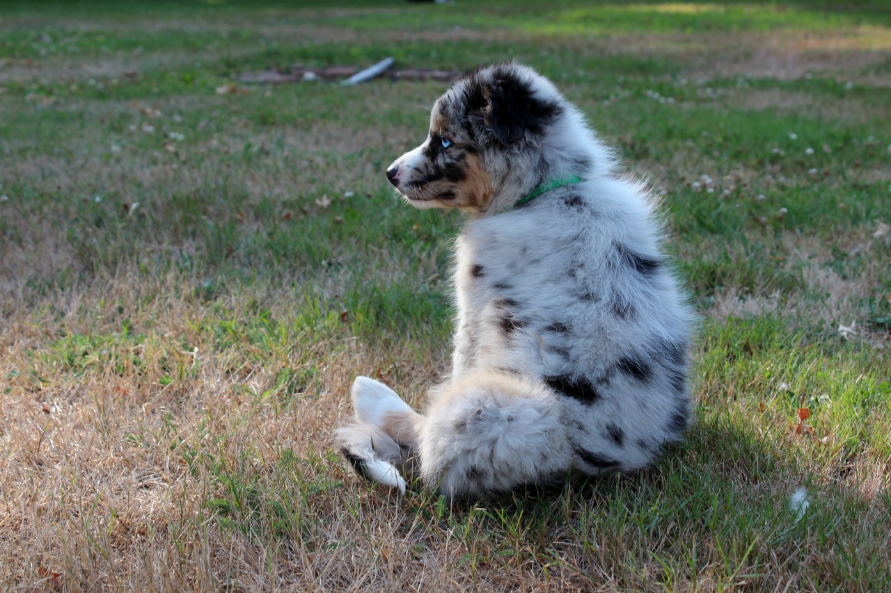 handsome dogs for you in these trying times
