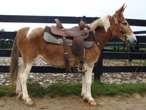 zooophagous:ainawgsd:Paint mules.The coats of mules come in the same varieties as those of horses. C
