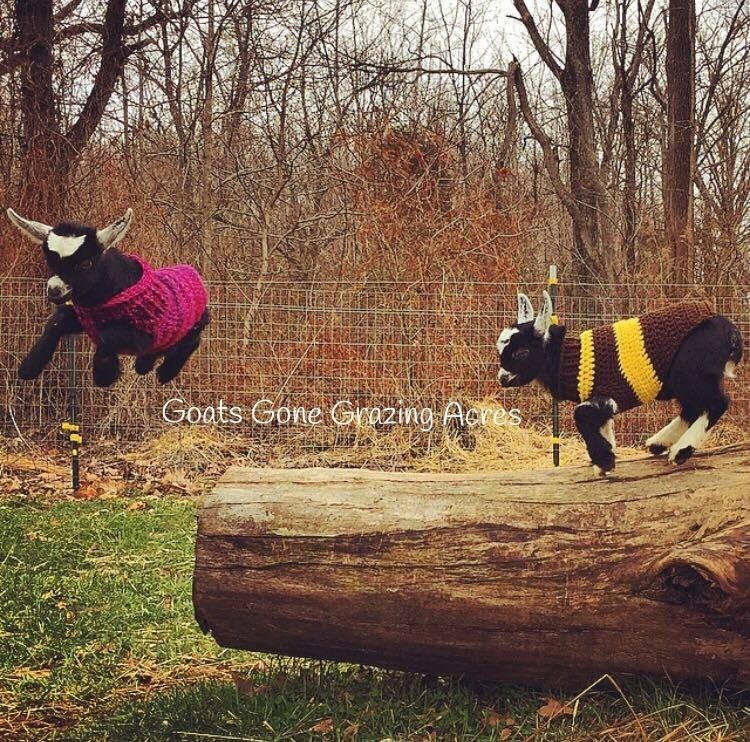 FLYING GOATS