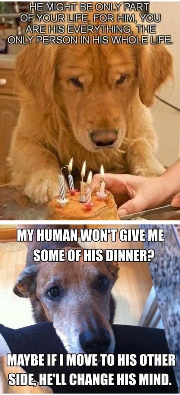 lol-caster:    Dog Owners Will Understand   
