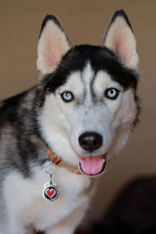 6woofs:  Lil’ Heart.