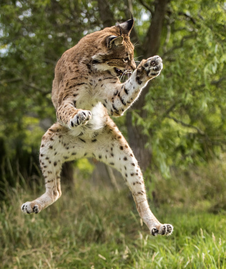 magicalnaturetour:  Picture: Colin Langford/Solent News  ~ Everybody Dance Now 