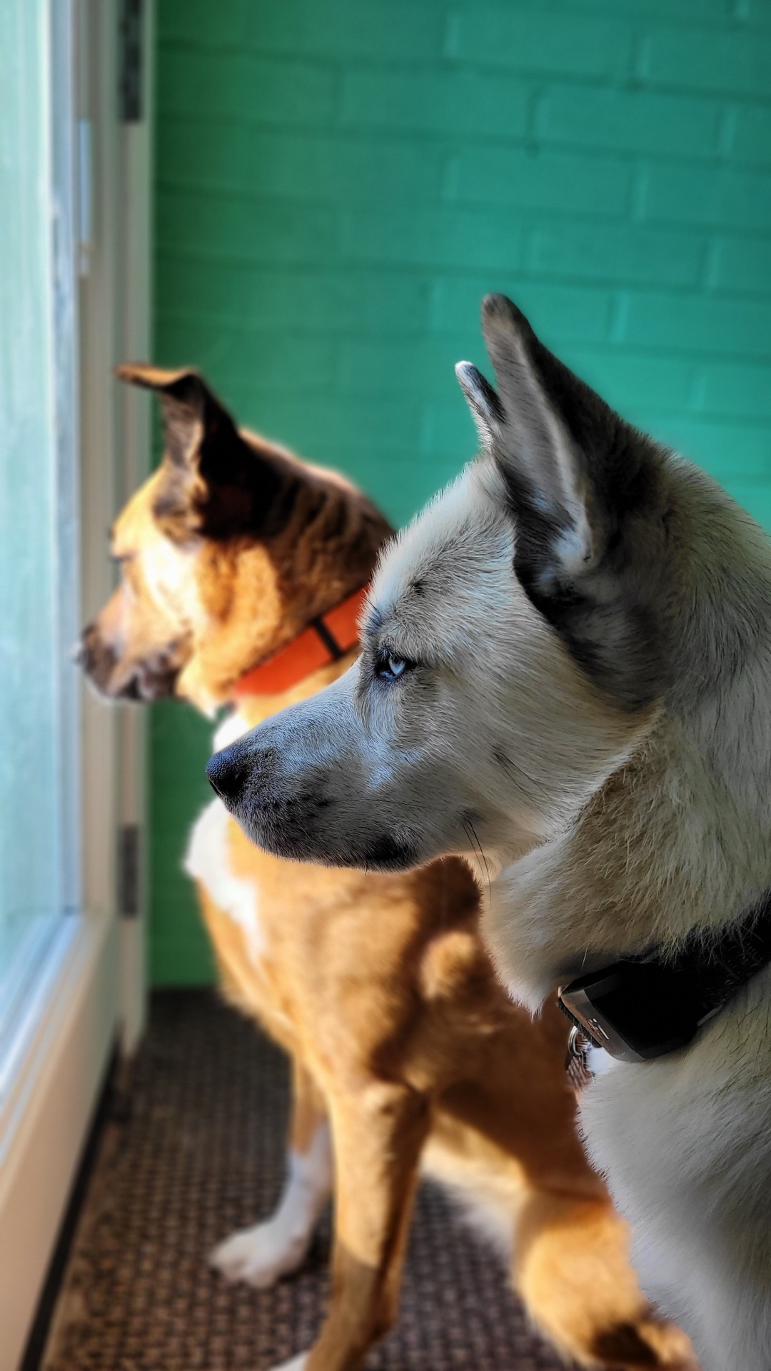 katiiie-lynn:Mornings after work with my babies are my favorite 🥰🐾💖The last shot is hilarious and perfectly captured, Freya mid yawn 🤣🤣🤣👌 Our gorgeous babies 🥰🥰😂 and the perfect shot of Freya