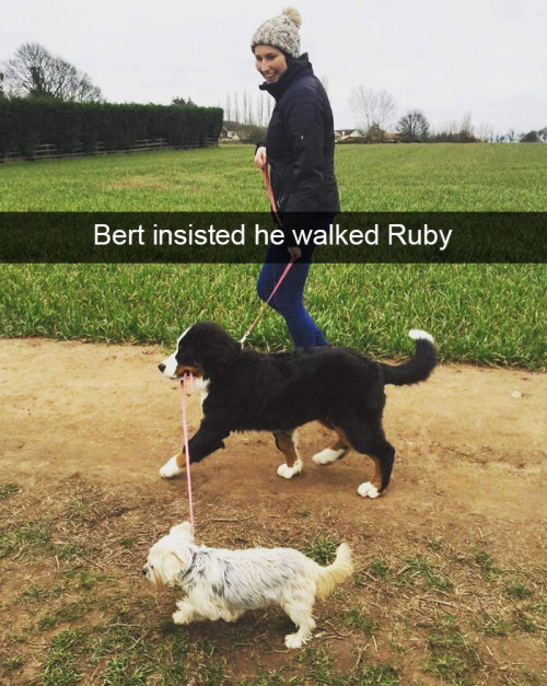 animalsnaps:Animal snaps