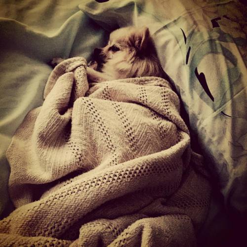 #Queeny #Pomeranian #spoiled #mylittlegirl #cozy