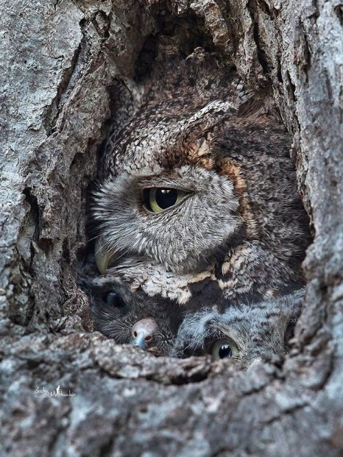 dynamic-contrast: Eastern Screech Owl Family by Lesley Mattuchio