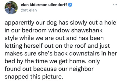 apparently our dog has slowly cut a hole in our bedroom window shawshank style while we are out and has been letting herself out on the roof and just makes sure she’s back downstairs in her bed by the time we get home. only found out because our neighbor snapped this picture.