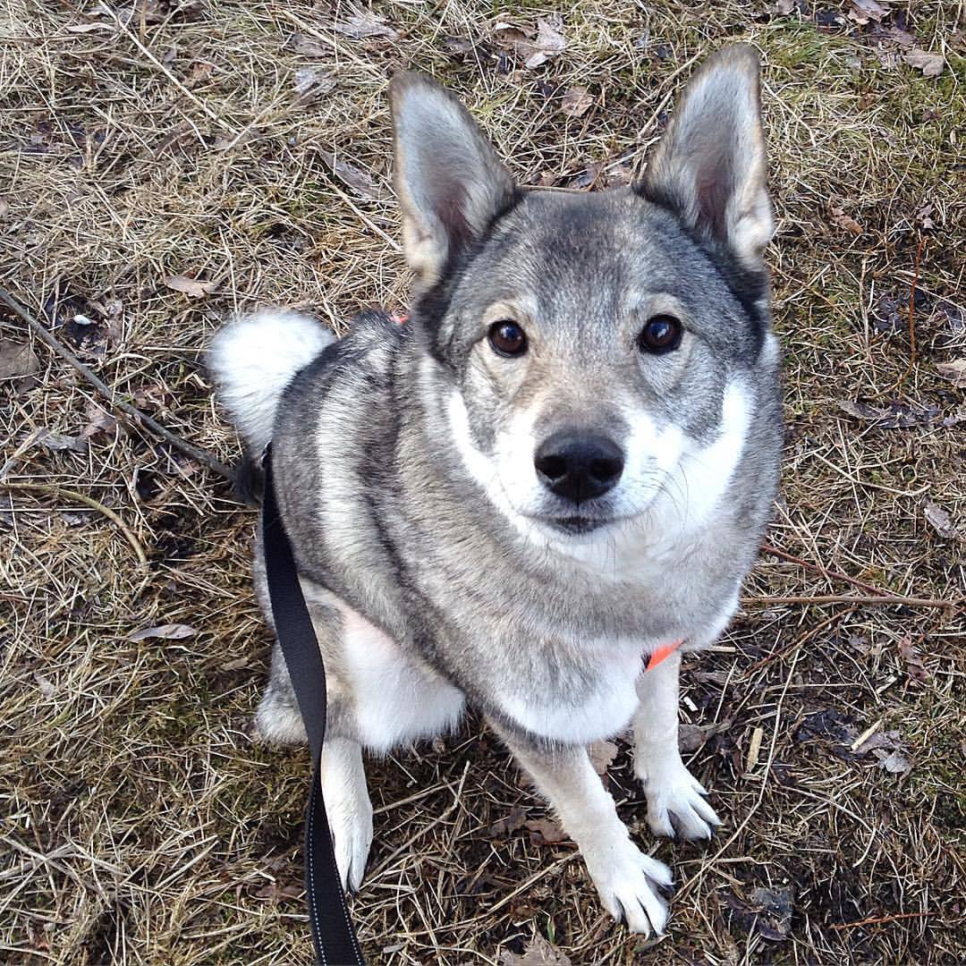 sorasusi:  look at my beautiful dog tho  sorry for the dog spam but look at her she&rsquo;s