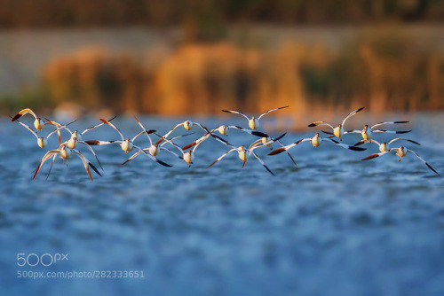 反嘴鹬 by vcg-xiangzhangshu