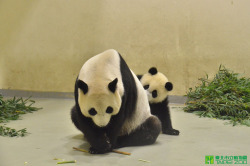 giantpandaphotos:  Yuan Yuan with her cub