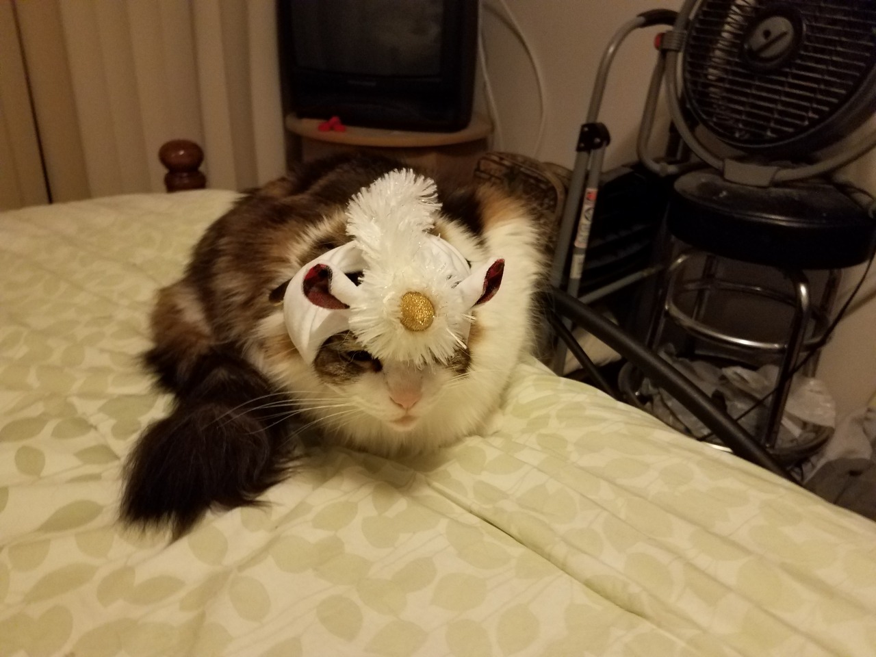 unflatteringcatselfies:  Feyd just gave up on moving. Galifrey, pretty pretty princess