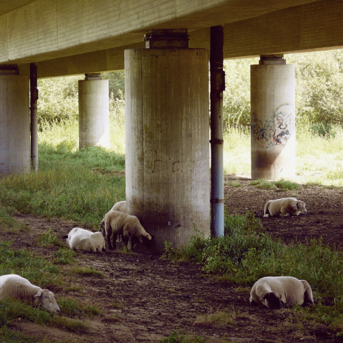 Idyll, by David Foster Nass