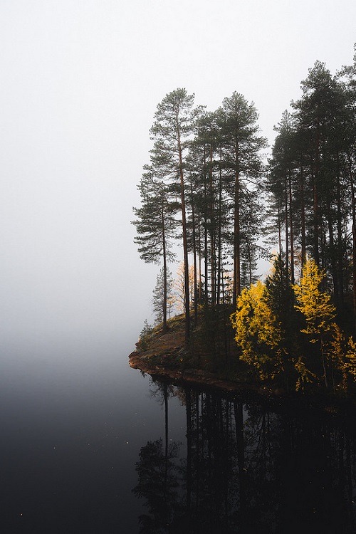 ponderation:Trees by Niilo Isotalo