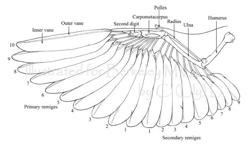 Some useful references i found. Might as well share them! Bird wings are intimidating to try and draw correctly when you don’t understand how they’re put together… But they’re actually not that complicated. Once you understand