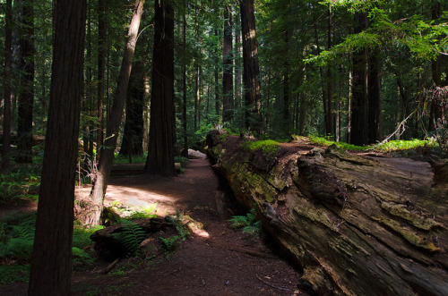 Dyerville Giant Humboldt Redwood Forest by Scrubhiker (USCdyer) on Flickr.