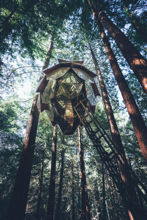 cabinporn: The Pinecone Treehouse, Santa Cruz, California Built by o2treehouse @o2_treehouse Photo by David Miller / @rubberatlas 