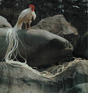 archiemcphee:  Check out the awesomely long tails on these roosters! These regal specimens are Onagadori or “Long-tailed” chickens. They’re a breed of chicken from the Kōchi Prefecture of Japan who evolved from common domestic chickens who mated