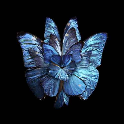 classicalbombshell:jedavu:Blooms of Insect Wings Created by Photographer Seb Janiak@asteria-of-mars 