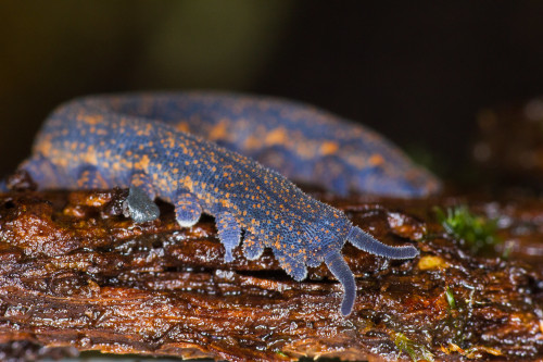 onenicebugperday: Velvert worm, New Zealand peripatus, Peripatoides novaezealandiae Velvet wor