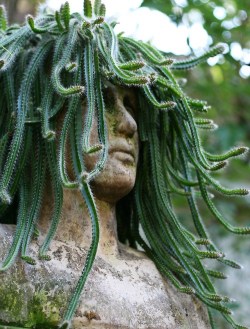 odditiesoflife:  Medusa Cactus 