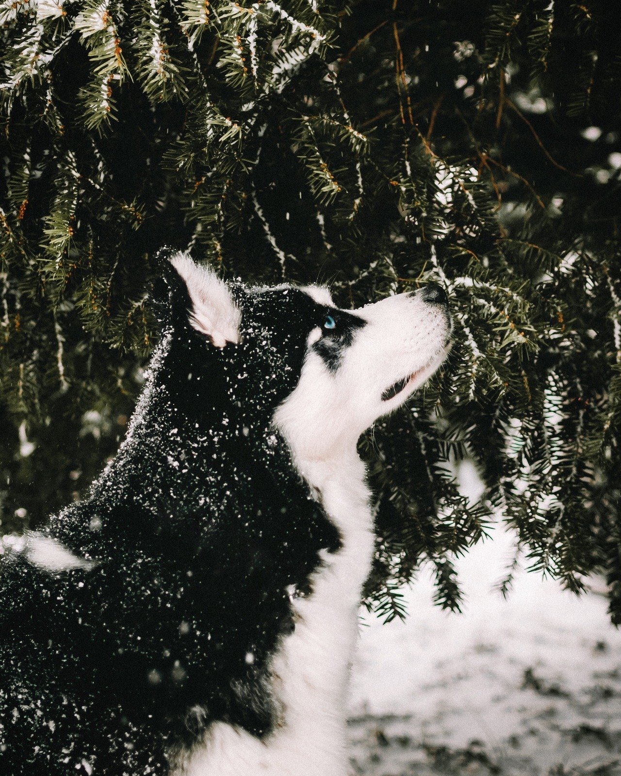 My huskies loves the winter ❄️❤️