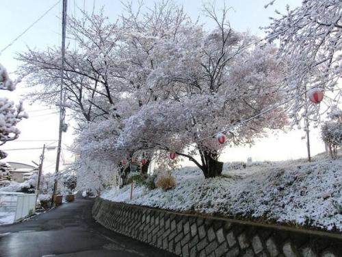 諏訪の桜…今朝は雪になりました。珍しい景色になりました‼ 