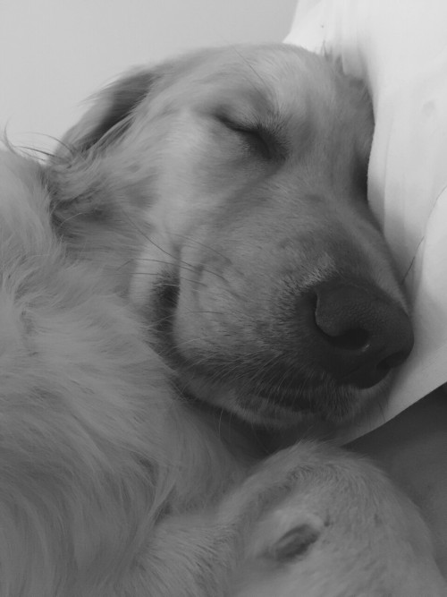 Enjoy this adorable greyscale photo of my golden retriever, Phoebe. Photographer: My mother