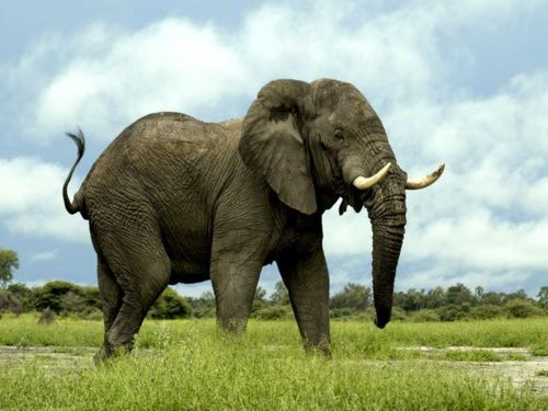 Endangered Species: Elephant | NEKTARINA NON PROFIT BLOG