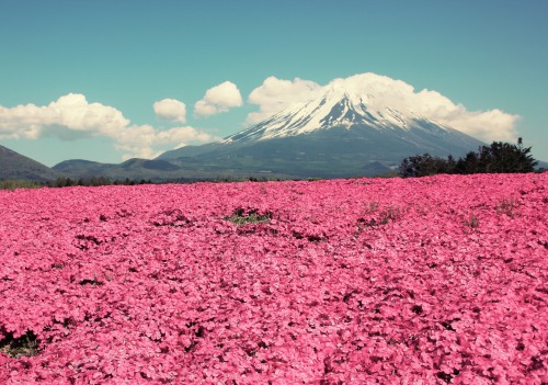 choprawr:Dreamland Fuji: Field of dreams, prettiest in pink.