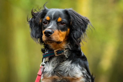 thepoodlepack:  Bracken the Brittany Spaniel by Adolescent Dogs Photography  Black tricolor Brittany