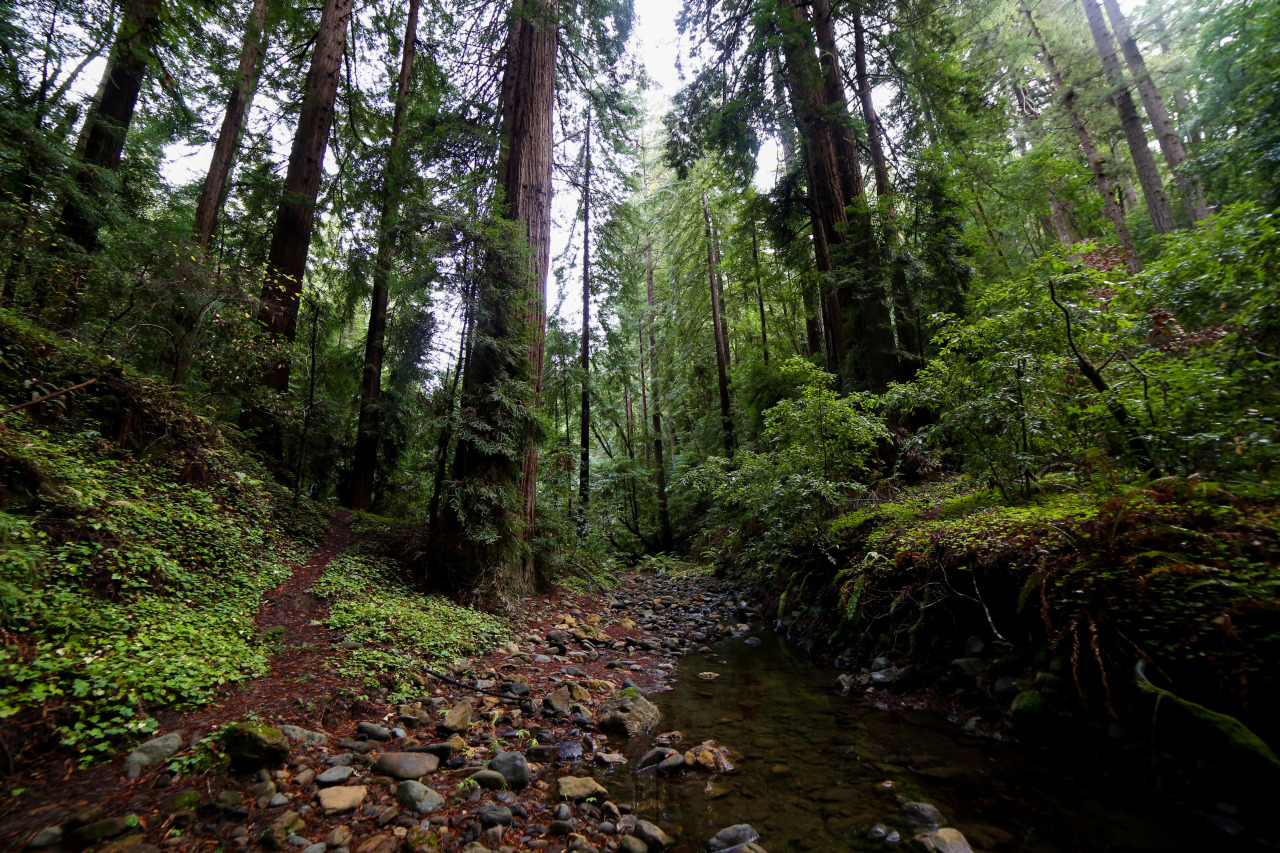 steepravine:  Late Night Special: Peter’s Creek One of my zen places. And today