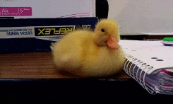 Babyanimal-Gifs:  (X) 