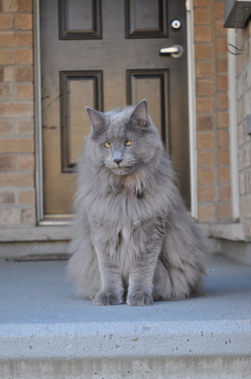 samuelvasnormandy:  buzzfeed:  HIS NAME IS GUS AND HE’S SLIGHTLY CROSS-EYED AND LOOK AT THE FLOOF ON HIM  joshbarlowx you if you were a cat and still cross eyed.